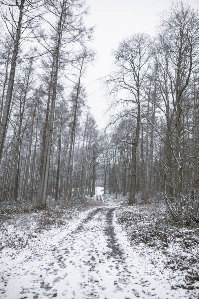 istock Snowy Woodland 1299000734