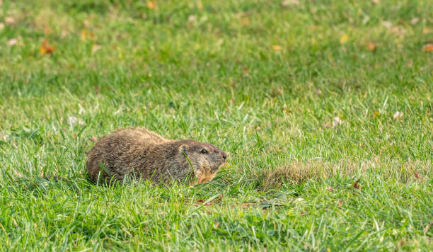 groundhog patrząc - groundhog animal animal behavior beauty in nature zdjęcia i obrazy z banku zdjęć