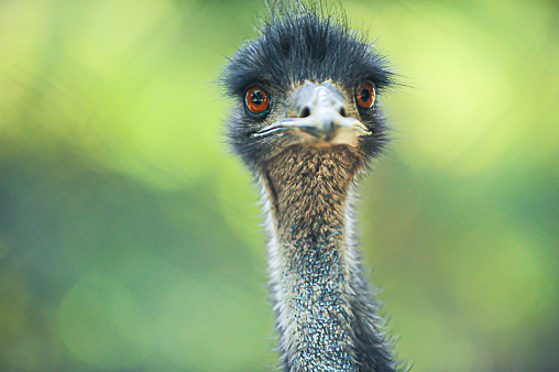 Emu walking through Australian outback bushland in Gundabooka National Park