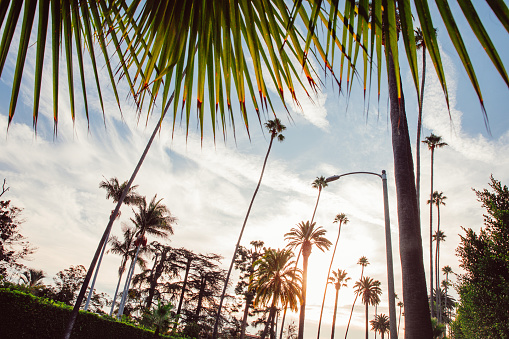 High palm trees in Hollywood, Los Angeles USA