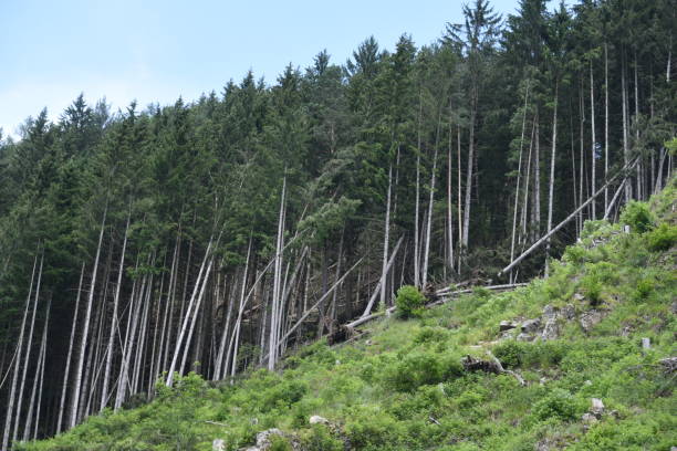 istock storm damages after a severe storm in a forest 1299003738