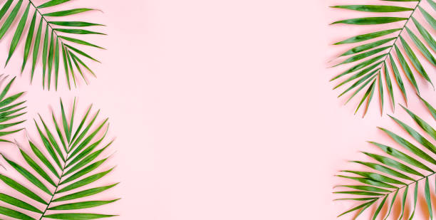 istock Tropical green palm leaves on pink background. Flat lay, top view 1299006611