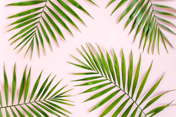 Texture tropical green palm leaves on pink background. Flat lay, top view