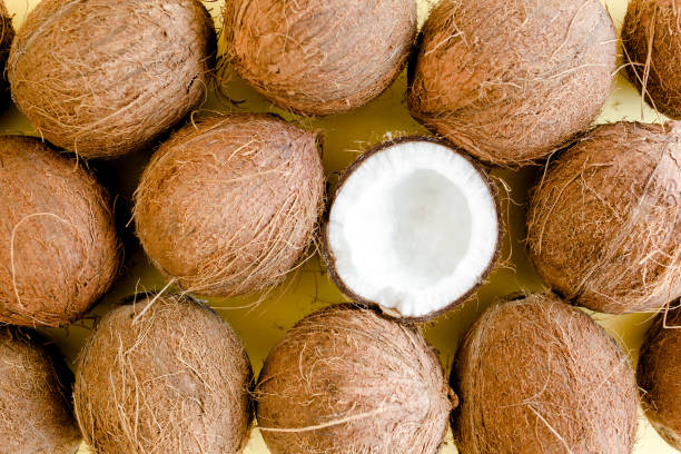 Pattern, texture with coconuts on white background. Tropical abstract background. Flat lay, top view Pattern, texture with coconuts on white background. Tropical abstract background. Flat lay, top view. High quality photo coconut palm tree stock pictures, royalty-free photos & images