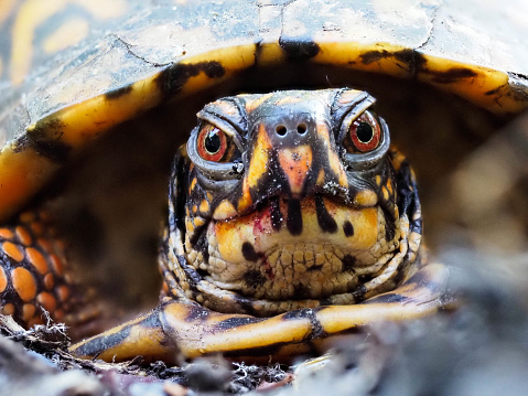 Macro photo of a box turtle during mating season.