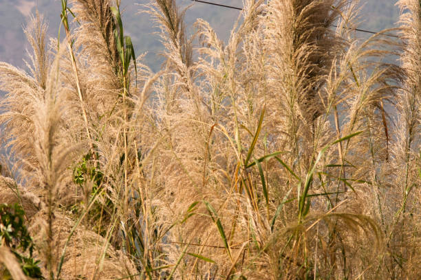 istock Late summer yellow grass. at a nature back ground 1299012204