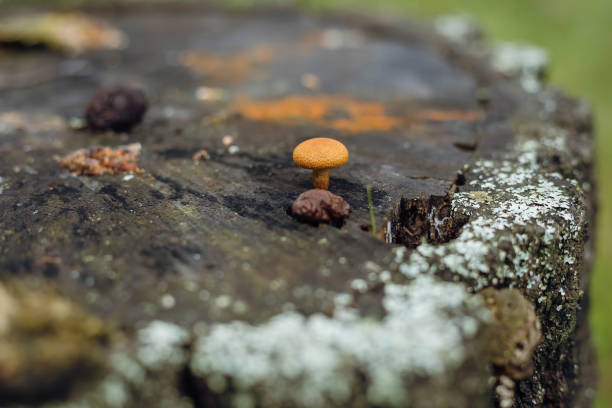 istock Psathyrella candolleana, group of mushrooms growing on the tree. 1299012372