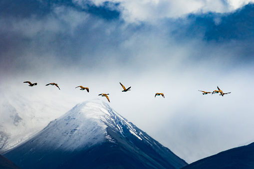 Flock of birds flying in moody sky with snow capped mountain background