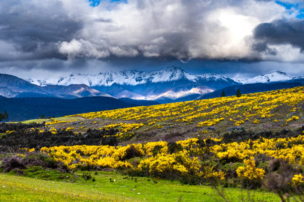 Bright yellow flowers with snowy mountain background and dramatic sky
