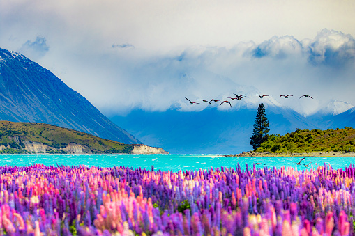 Colourful bright lupines with snow capped mountain, pine forest and blue lake with flock of birds flying in magical New Zealand during spring.