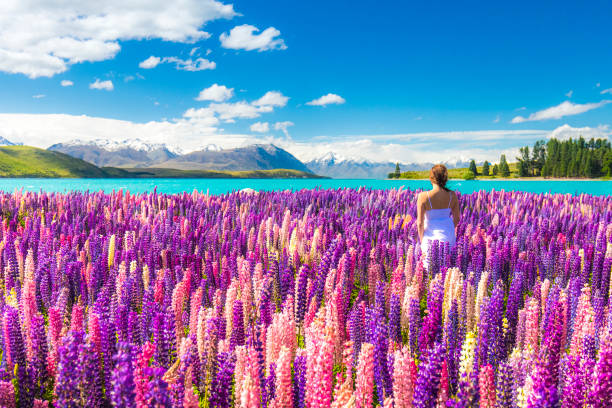 schöne frau in weißen kleid zu fuß in feld der blumen durch einen blauen see, bunt blühende lupinen in neuseeland - lupine single flower flower blue stock-fotos und bilder