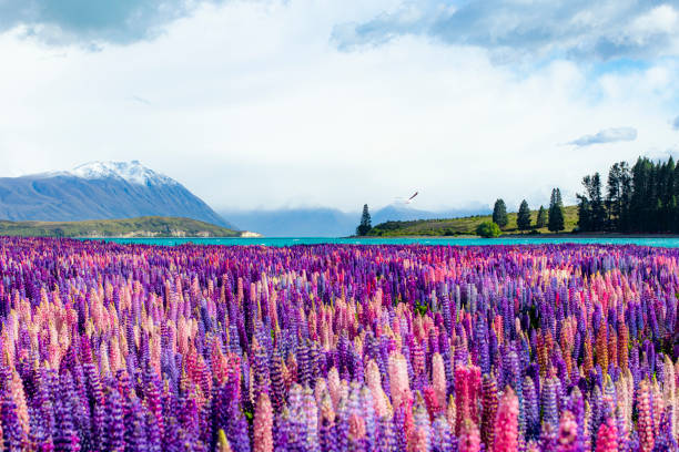 Colourful bright lupines with snow capped mountain, pine forest and blue lake in magical New Zealand during spring.