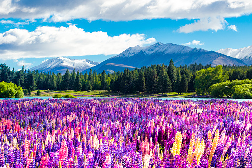 Colourful bright lupines with snow capped mountain, pine forest and blue lake in magical New Zealand during spring.