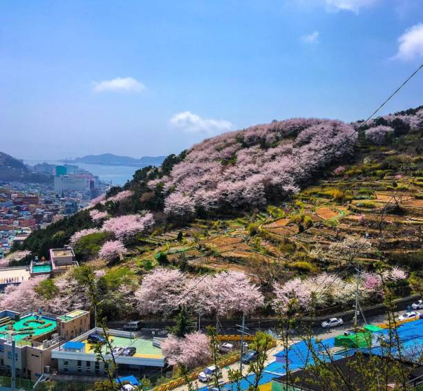 istock Blooming Cherry Blossoms - Busan, South Korea 1299016662