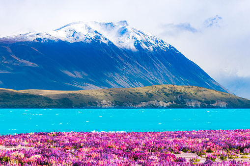 Colourful bright lupines with snow capped mountain, pine forest and blue lake in magical New Zealand during spring.