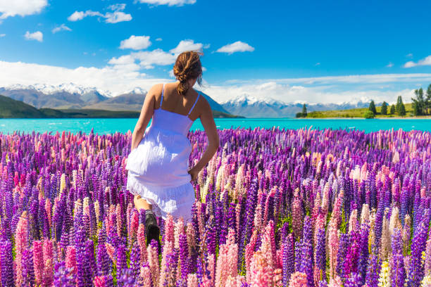 schöne frau in weißen kleid zu fuß in feld der blumen durch einen blauen see, bunt blühende lupinen in neuseeland - lupine single flower flower blue stock-fotos und bilder