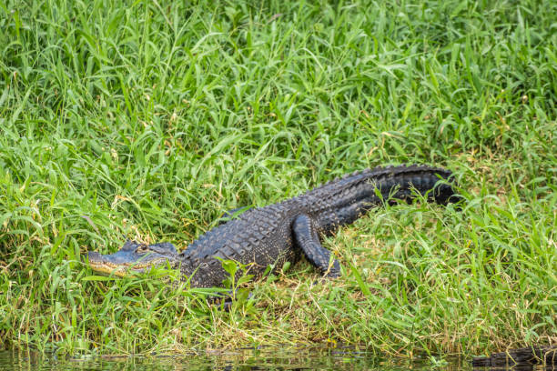 istock Alligator swamp of Florida. 1299017821