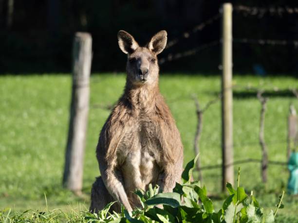 Big Roo in the Organic Garden