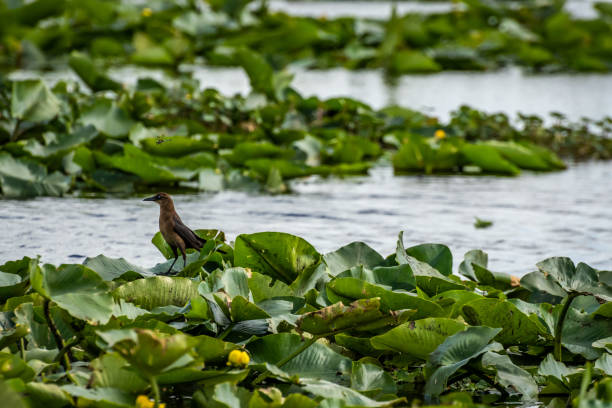 Bird relaxing on water lilies floating on the surface of an Alligator swamp in Florida during the springtime.