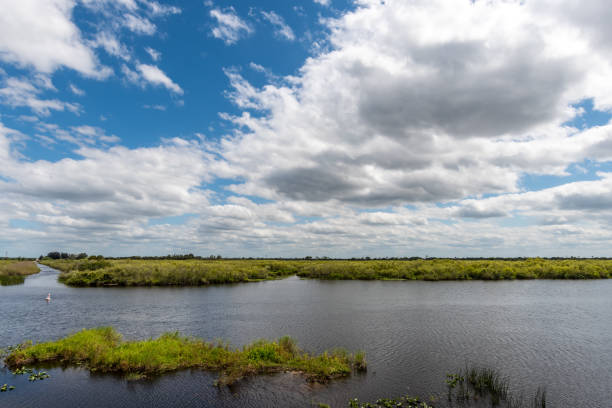 istock Swamp of Florida. 1299018493