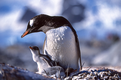 Close-up of nesting wild mother gentoo penguin and her newly hatched hungry chicks.\n\nTaken in Antarctica.