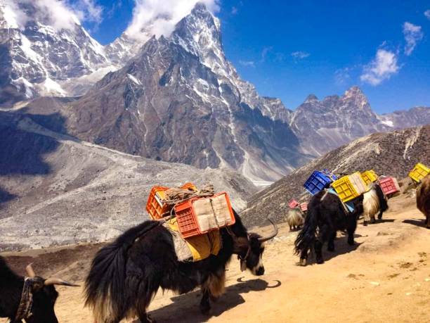 istock Yak Train Going To Everest Base Camp, Nepal 1299019649