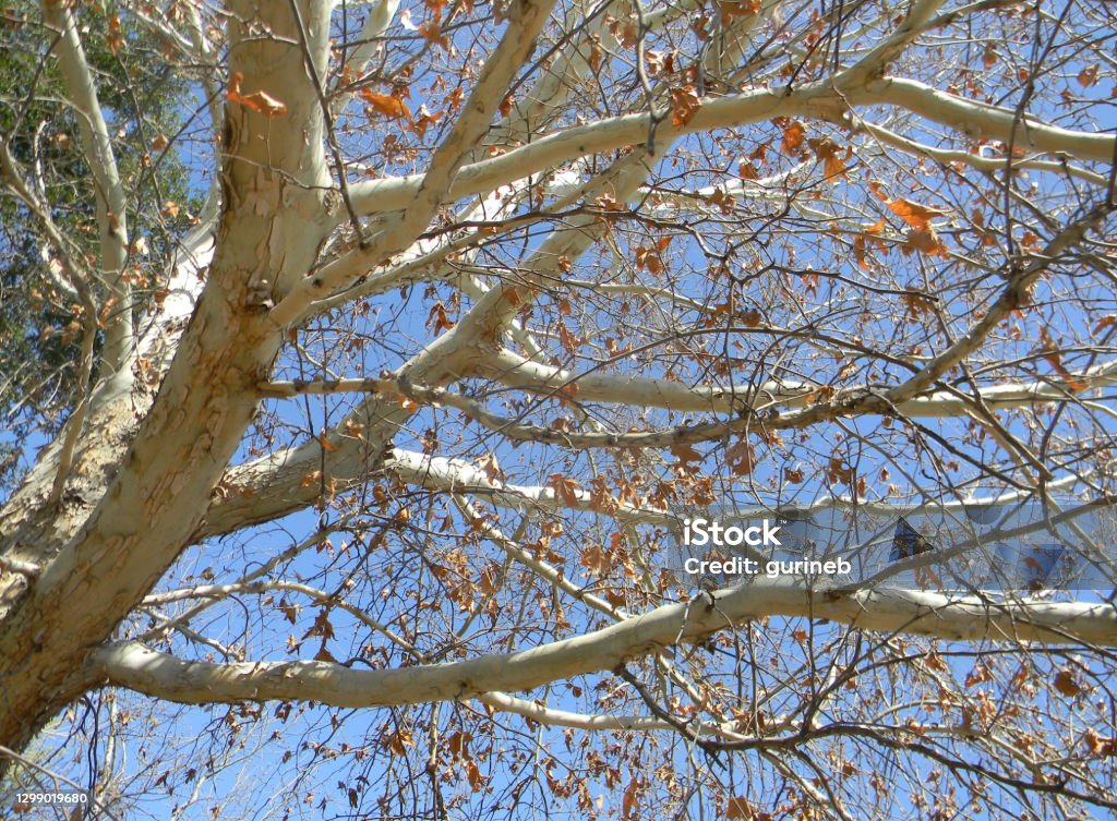 Whitebarked Tree Stock Photo Download Image Now Arizona Beauty In Whitebarked Tree Stock Photo Download Image Now Arizona Beauty In