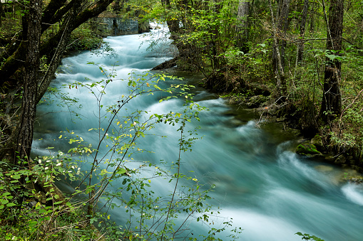 Spring, a quiet river flows between the trees, Poland, Podlasie Suprasl