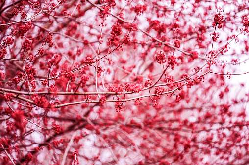 Tree blooming in spring with vivid red flowers, full frame