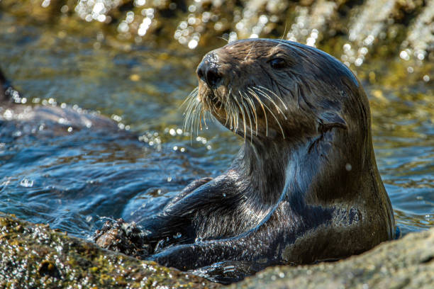 istock Close-up of Sea Otter Banging Shellfish on Shore Rocks 1299019761