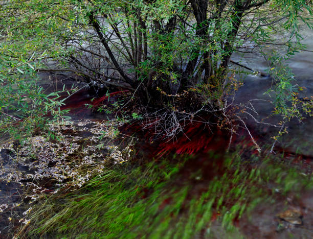 istock beautiful stream in Jiuzhaigou park 1299019808