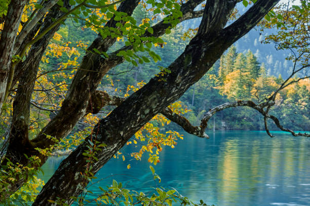 istock beautiful forest in Jiuzhaigou park 1299019809