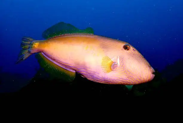 Colourful six spine leather jacket fish in deep ocean