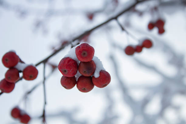 Cold winter concept, background or backdrop for winter or Christmas theme. Red apples on a branch under a large layer of snow.