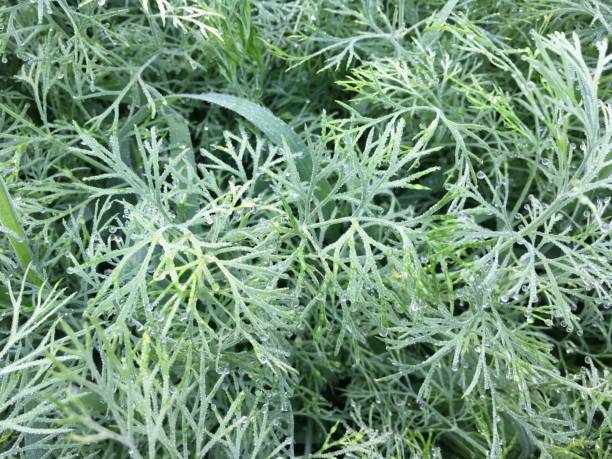 istock Small water droplets on vegetables 1299020660