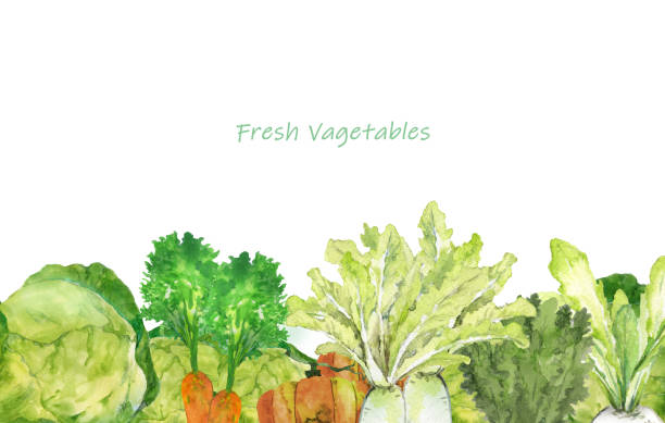 ilustrações de stock, clip art, desenhos animados e ícones de watercolor vegetables - agriculture backgrounds cabbage close up