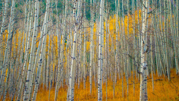 istock Aspen trees in the fall-Maroon Bells-Aspen Colorado 1299027242