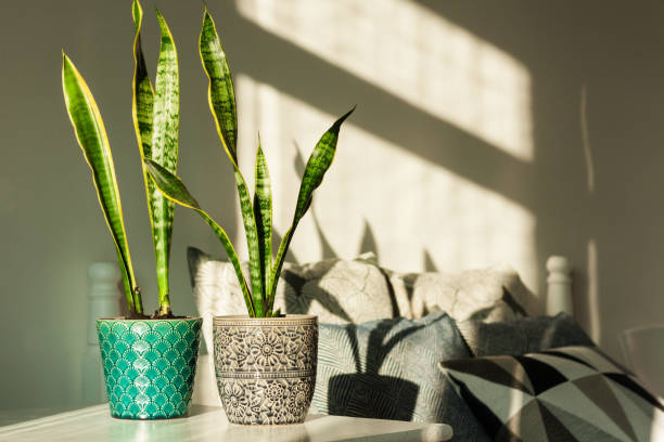 décor intérieur confortable à la maison, sansevieria (usine de serpent) dans des pots en céramique sur une table blanche sur le fond d’un bâti avec des oreillers décoratifs, conception moderne un jour ensoleillé - serpent photos et images de collection