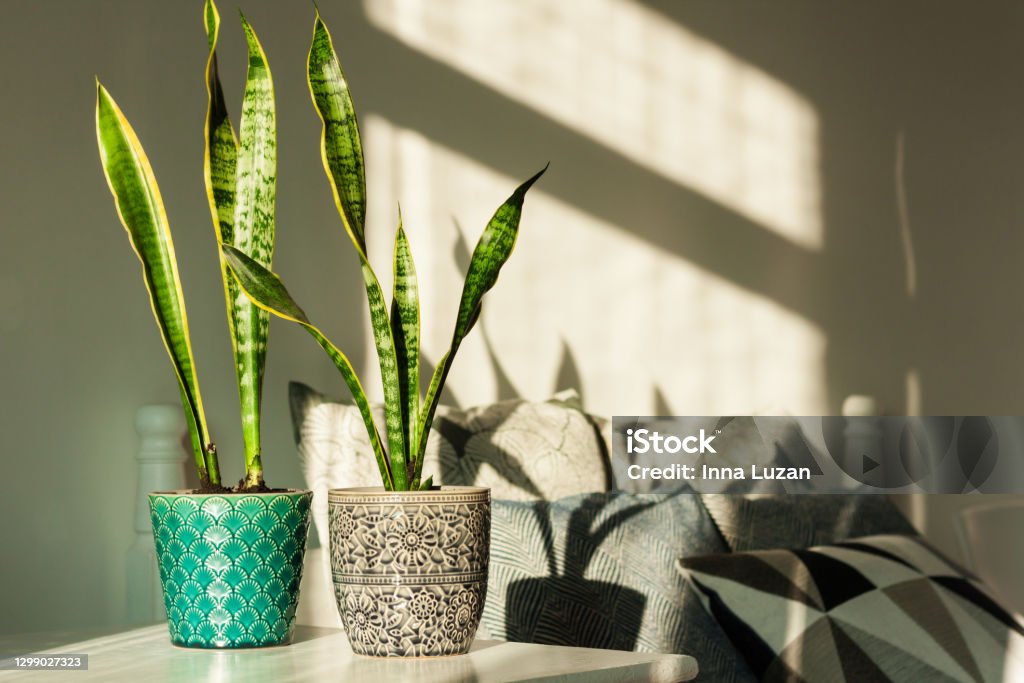 Cozy home interior decor, Sansevieria (snake plant) in ceramic pots on a white table on the background of a bed with decorative pillows, modern design on a sunny day Plant Stock Photo