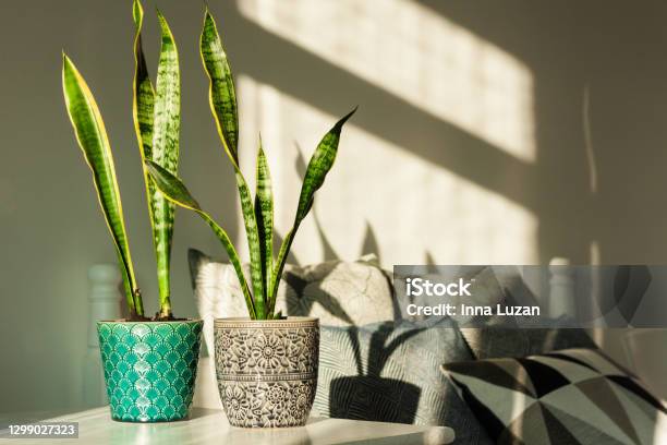 Cozy Home Interior Decor Sansevieria In Ceramic Pots On A White Table On The Background Of A Bed With Decorative Pillows Modern Design On A Sunny Day Stock Photo - Download Image Now