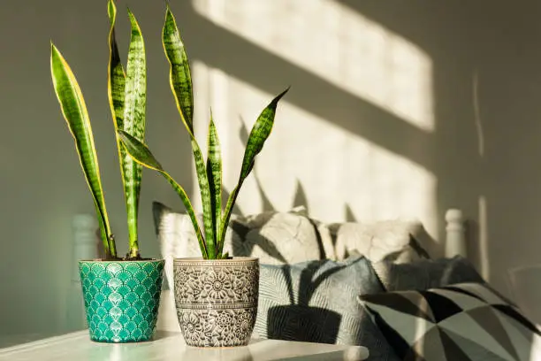 Photo of Cozy home interior decor, Sansevieria (snake plant) in ceramic pots on a white table on the background of a bed with decorative pillows, modern design on a sunny day