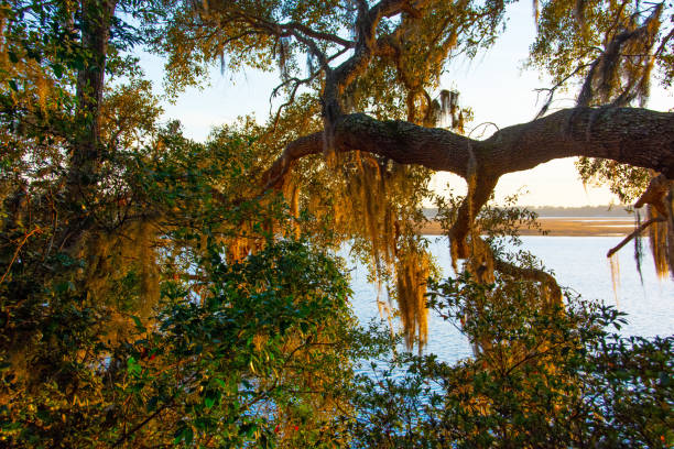 istock Live oak with Spanish moss-Hilton Head, South Carolina 1299027369