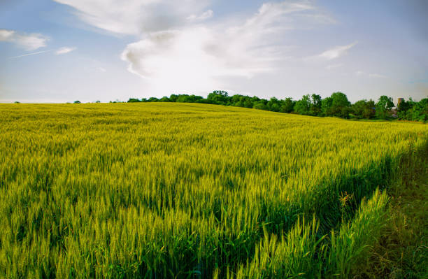 istock Spring wheat field at Sunrise-Hamilton County Indiana 1299027438