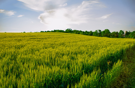 Spring wheat field at Sunrise-Hamilton County Indiana