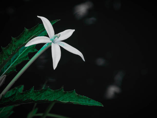 istock leaves and flowers growing by the river 1299027598