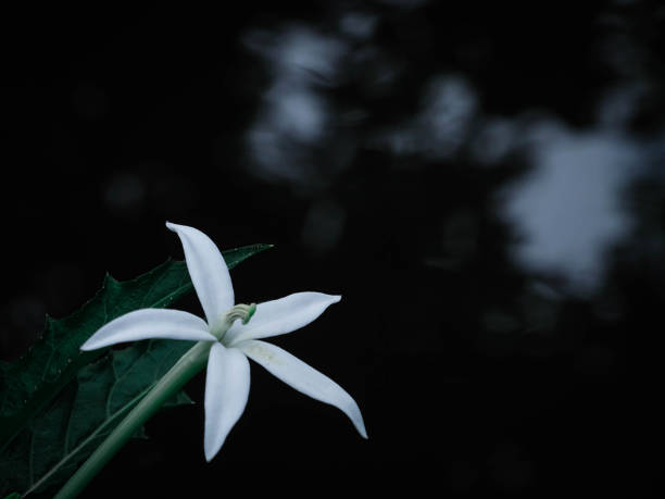 istock leaves and flowers growing by the river 1299027600
