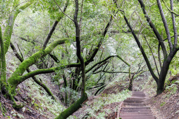Foothills Park, Santa Clara County, California, USA.