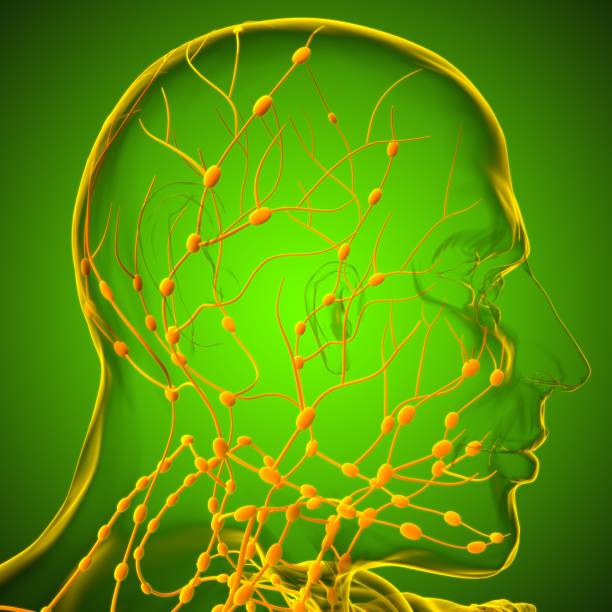 istock Human Lymph Nodes Anatomy For Medical Concept 3D Rendering 1299029783