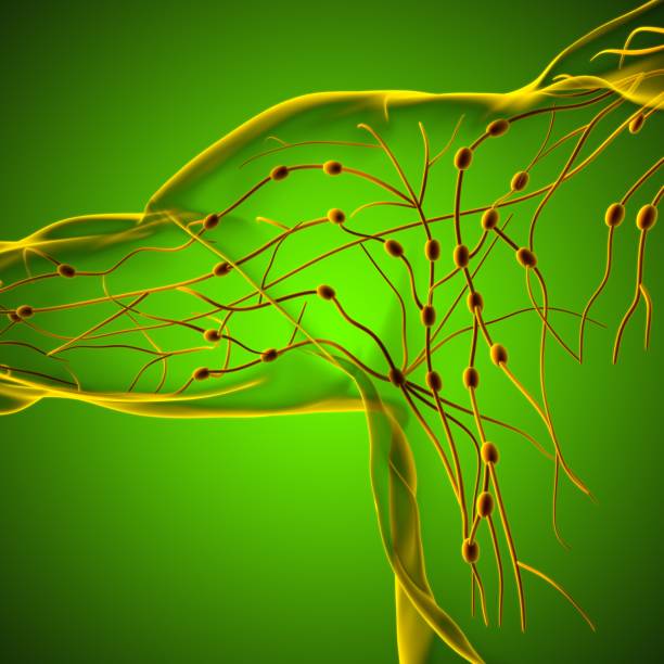 Human Lymph Nodes Anatomy For Medical Concept 3D Rendering