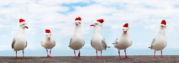 White Seagulls in red christmas hats funny xmas banner stock photo